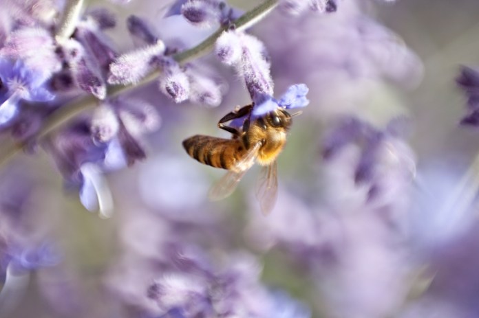 _MG_6851AS _MG_6851AS