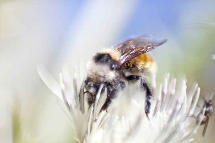 _MG_7407AS _MG_7407AS