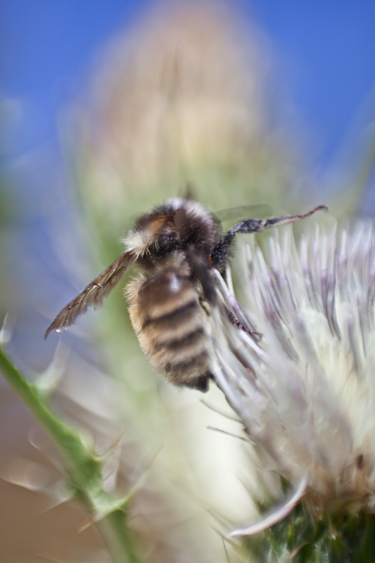 _MG_7494AS _MG_7494AS