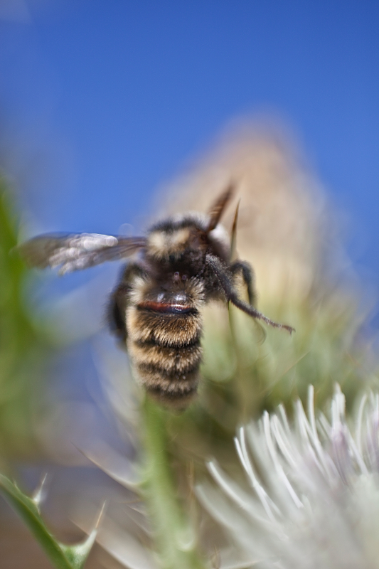 _MG_7528AS _MG_7528AS