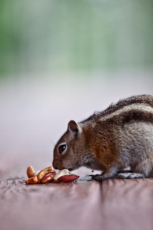 _MG_8240AS _MG_8240AS