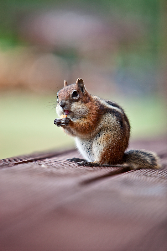 _MG_8262AS _MG_8262AS