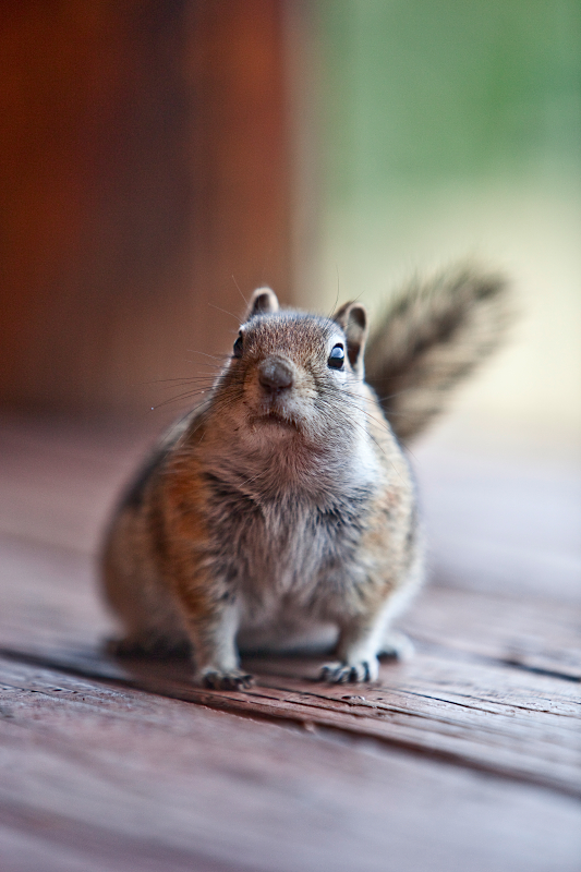 _MG_8271AS _MG_8271AS