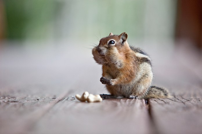 _MG_8274AS _MG_8274AS