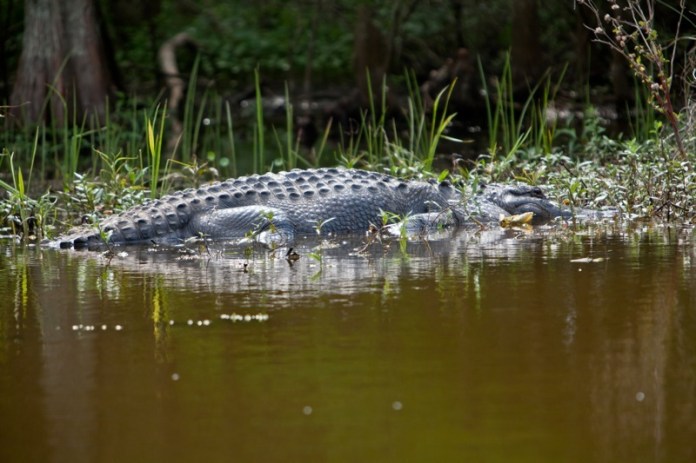 american alligator, brazos bend state park, texas