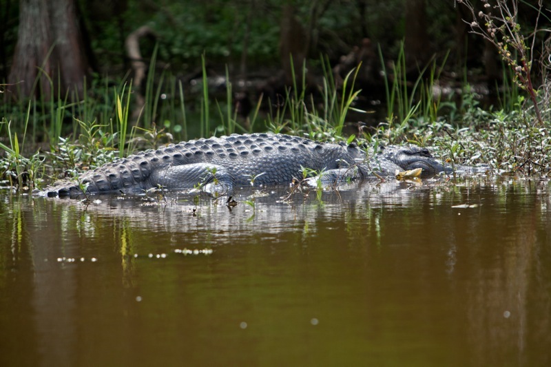 american alligator, brazos bend state park, texas
