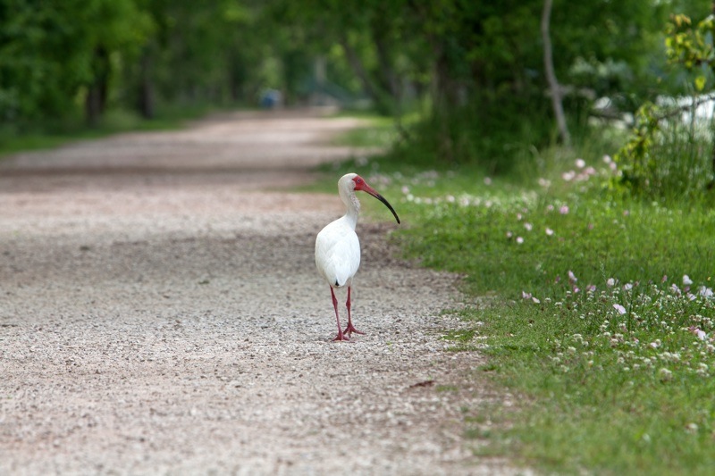 white ibis, brazos bend state park, texas