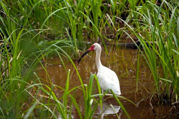 white ibis, brazos bend state park, texas
