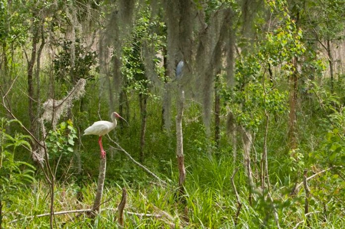 white ibis, brazos bend state park, texas