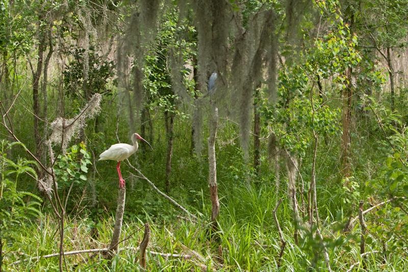 white ibis, brazos bend state park, texas