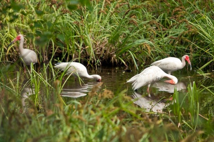 white ibis, brazos bend state park, texas