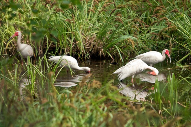 white ibis, brazos bend state park, texas