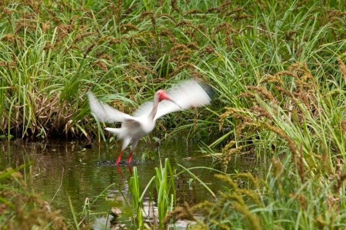 white ibis, brazos bend state park, texas