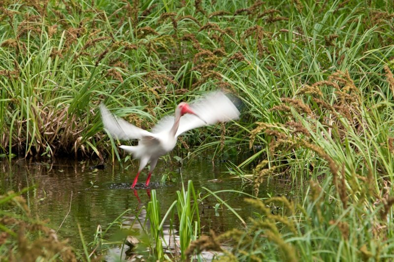 white ibis, brazos bend state park, texas