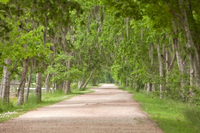 tree lined trail with spanich moss, brazos bend state park, texas