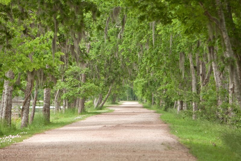 tree lined trail with spanich moss, brazos bend state park, texas