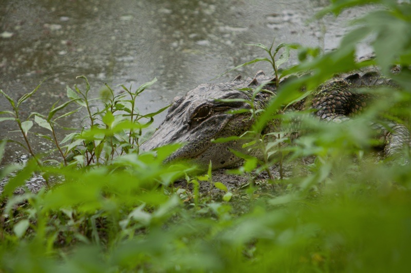 american alligator, brazos bend state park, texas