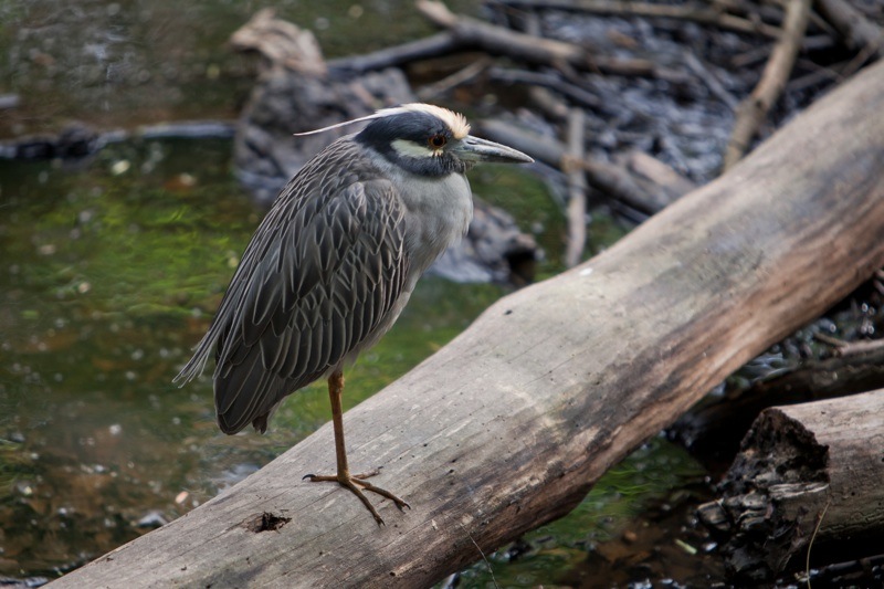 yellow-crowned night heron, brazos bend state park, texas