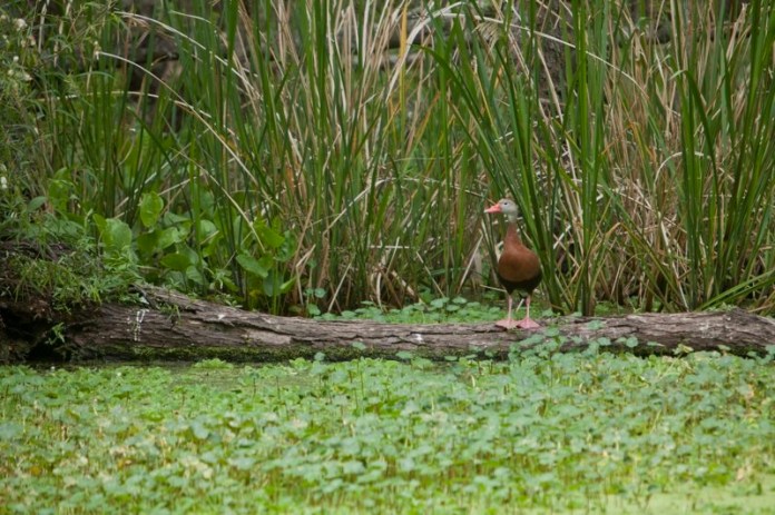 black-bellied whistling-duck, brazos bend state park, texas