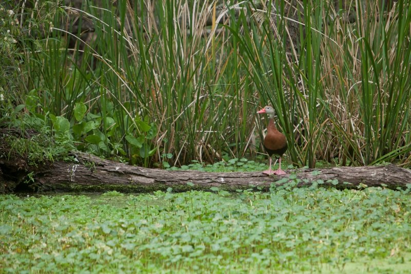 black-bellied whistling-duck, brazos bend state park, texas