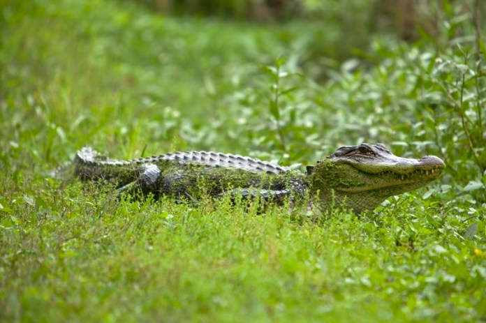 american alligator, brazos bend state park, texas