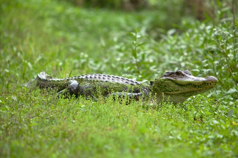 american alligator, brazos bend state park, texas