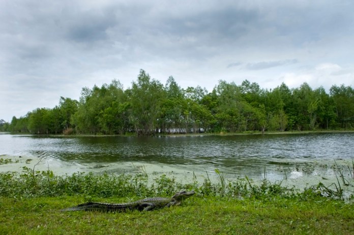 american alligator, brazos bend state park, texas