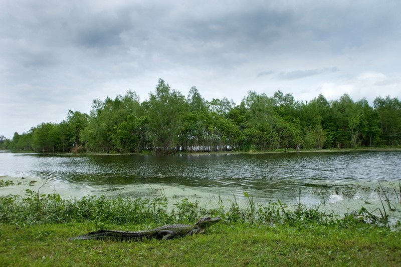 american alligator, brazos bend state park, texas
