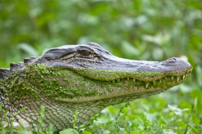 american alligator, brazos bend state park, texas