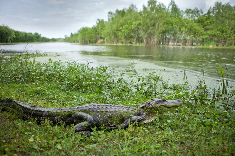 american alligator, brazos bend state park, texas