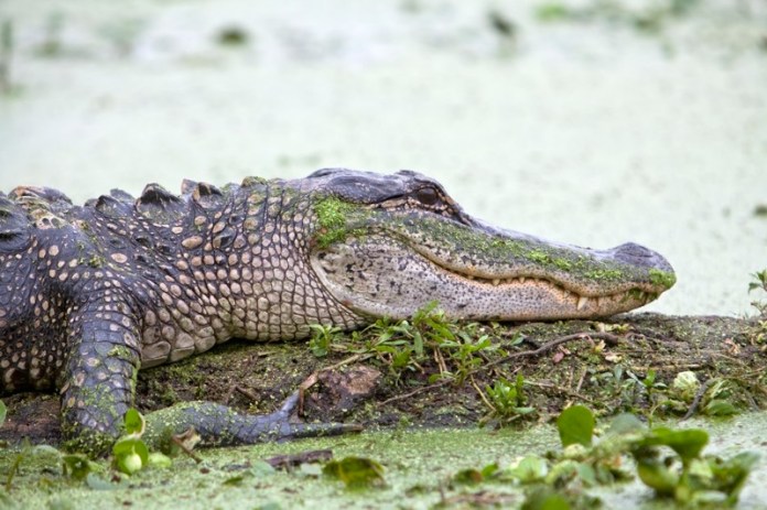 american alligator, brazos bend state park, texas