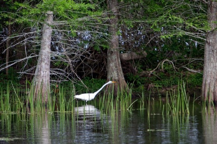 great egret, brazos bend state park, texas