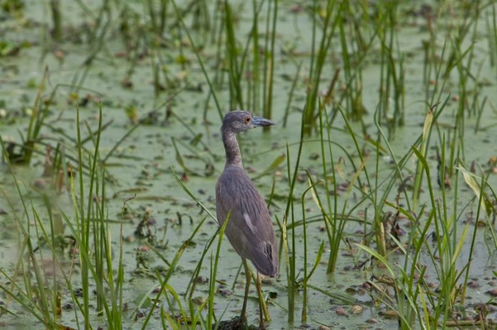 juvenile yellow-crowned night heron, brazos bend state park, texas