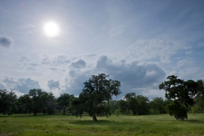 live oak landscape, brazos bend state park, texas