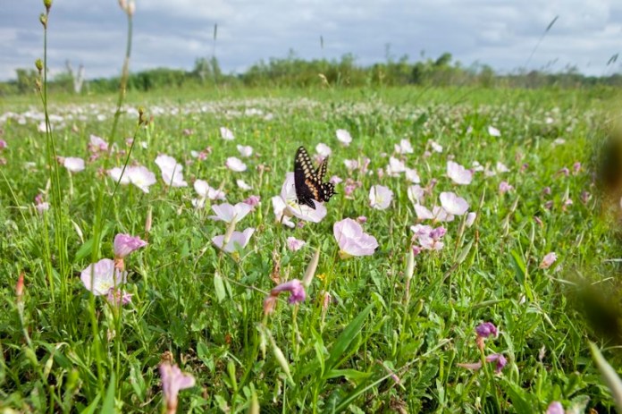 butterfly in showy primrose, brazos bend state park, texas