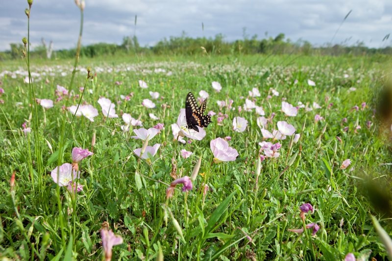 butterfly in showy primrose, brazos bend state park, texas