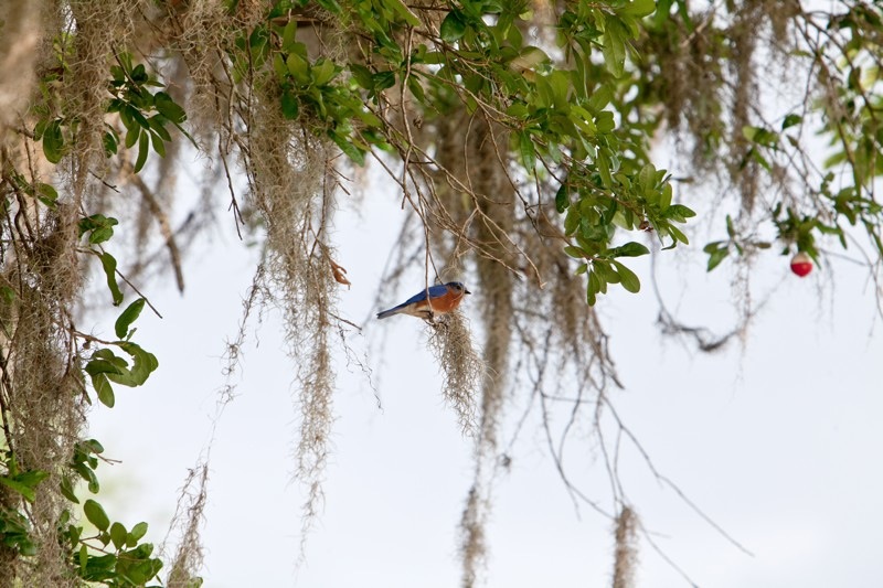 eastern bluebird, brazos bend state park, texas