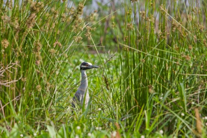 yellow-crowned night heron, brazos bend state park, texas