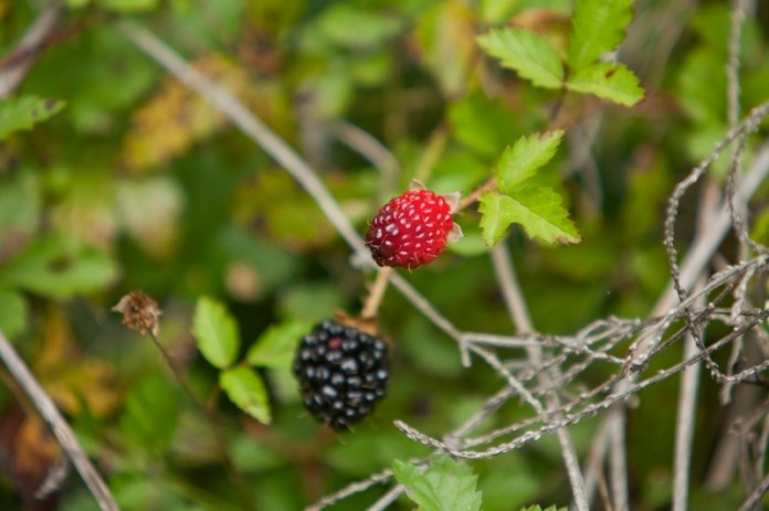 wild blackberries, brazos bend state park, texas