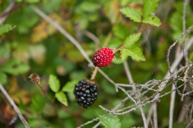 wild blackberries, brazos bend state park, texas