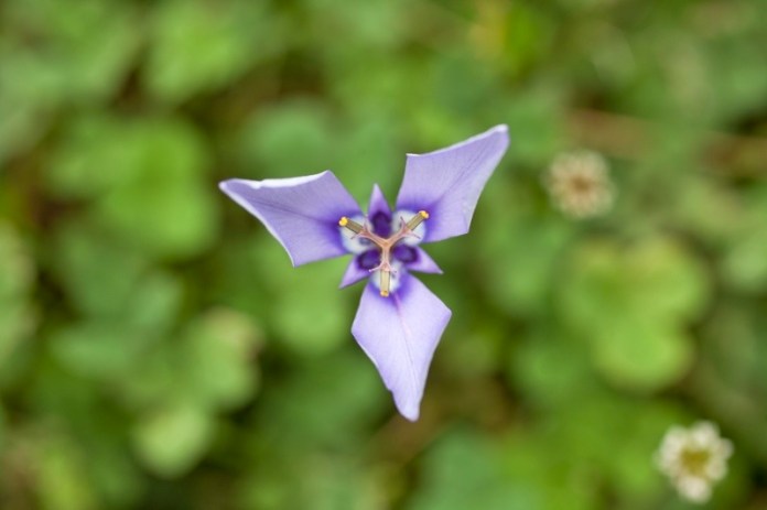 Herbertia, brazos bend state park, texas
