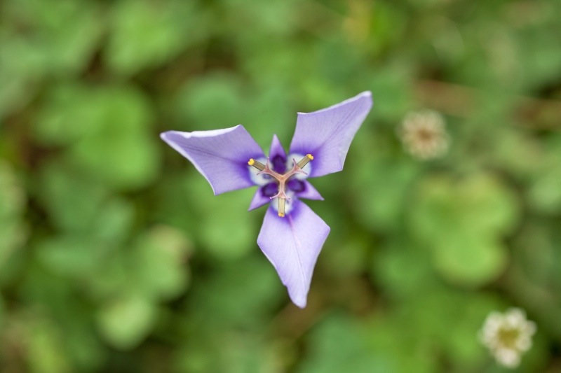 Herbertia, brazos bend state park, texas