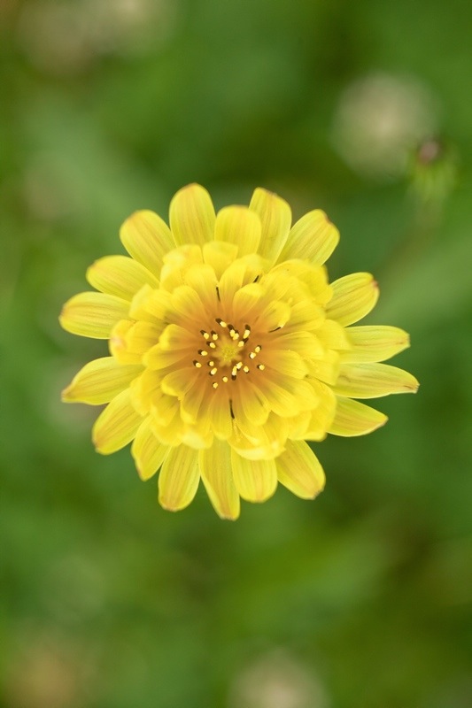texas dandelion, brazos bend state park, texas