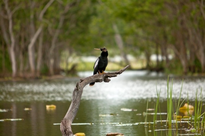 anhinga sunning, brazos bend state park, texas