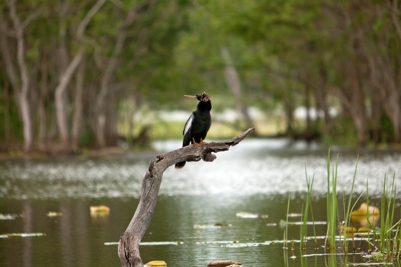 anhinga sunning, brazos bend state park, texas