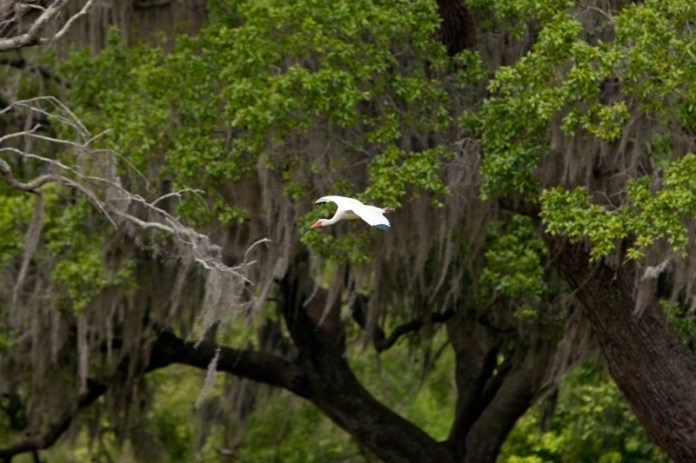 white ibis, brazos bend state park, texas