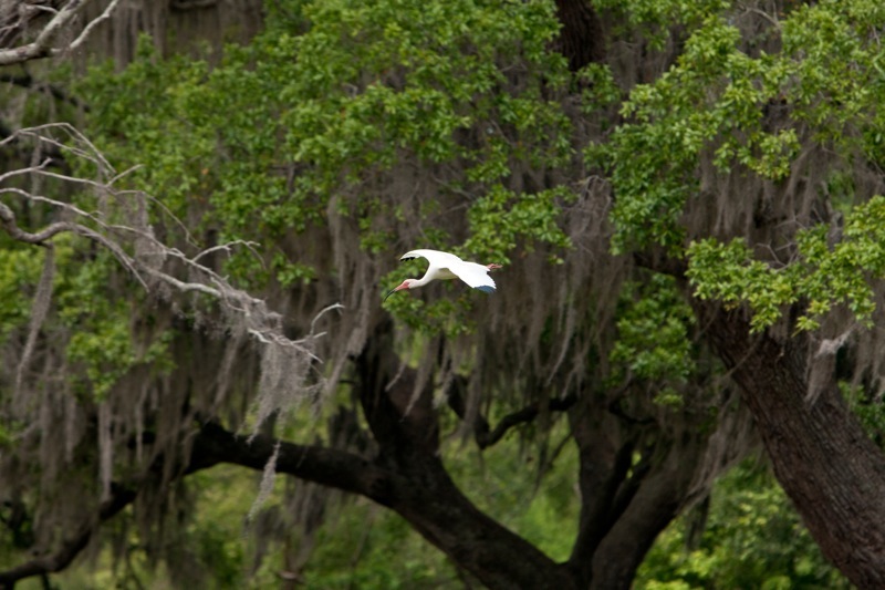 white ibis, brazos bend state park, texas