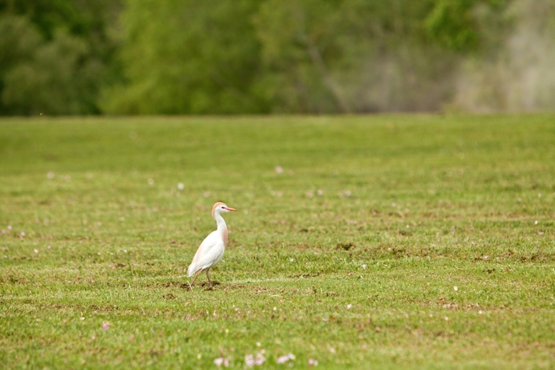 cattle egret, brazos bend state park, texas