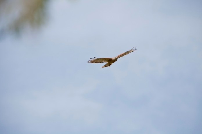 red tailed hawk flying, brazos bend state park, texas