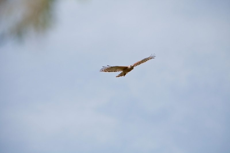 red tailed hawk flying, brazos bend state park, texas